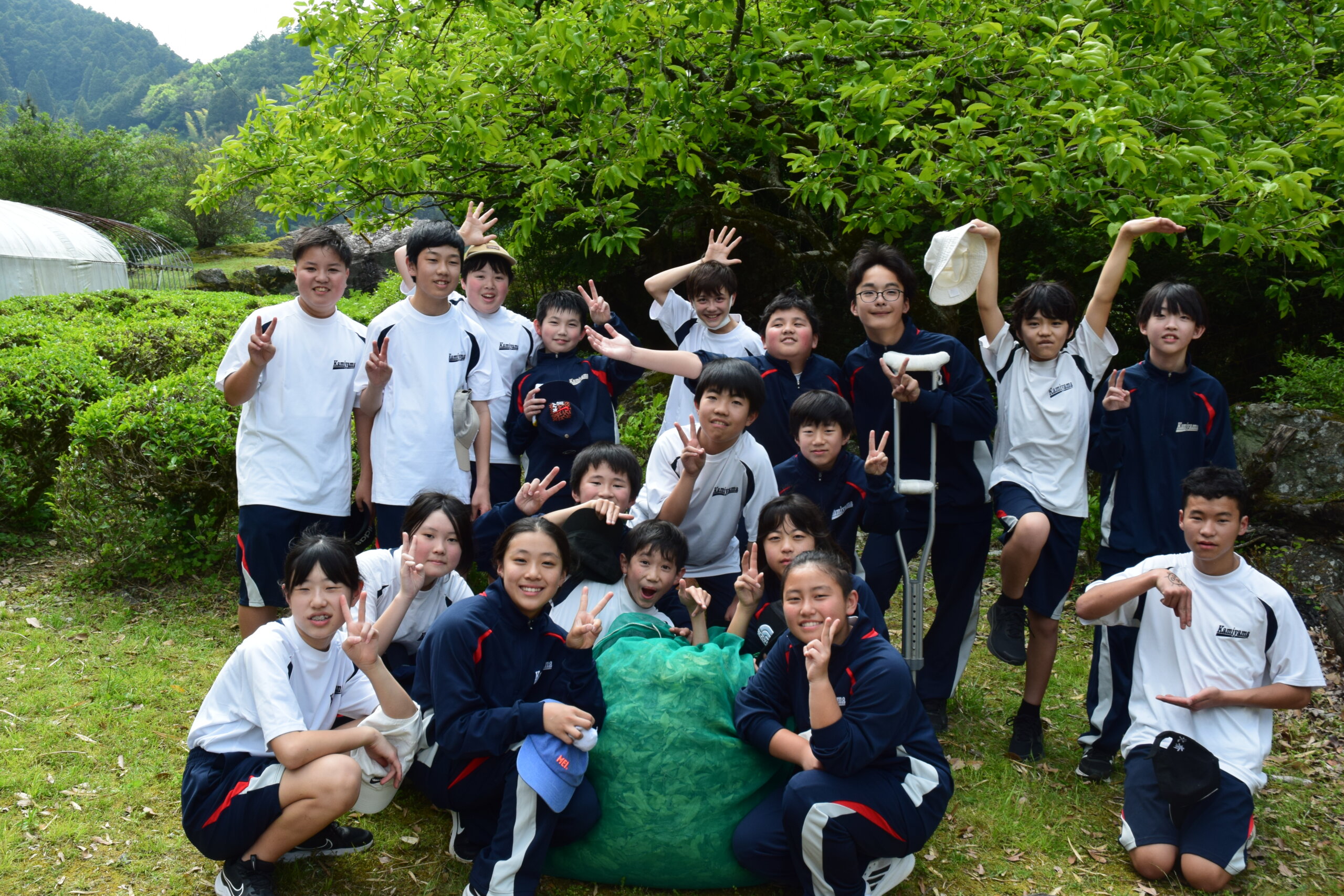 神山ならではの茶摘みを体験